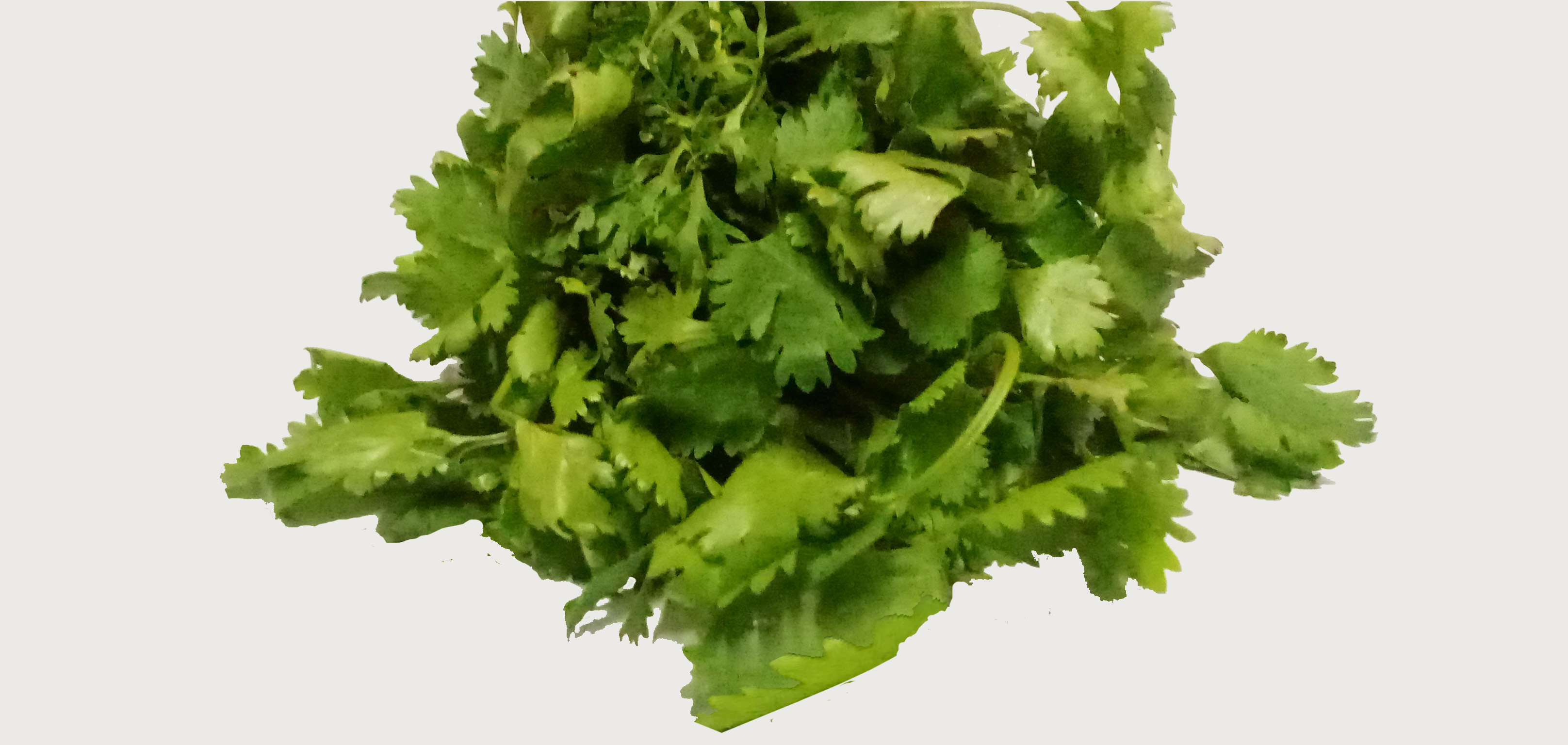 Coriander and Tamato