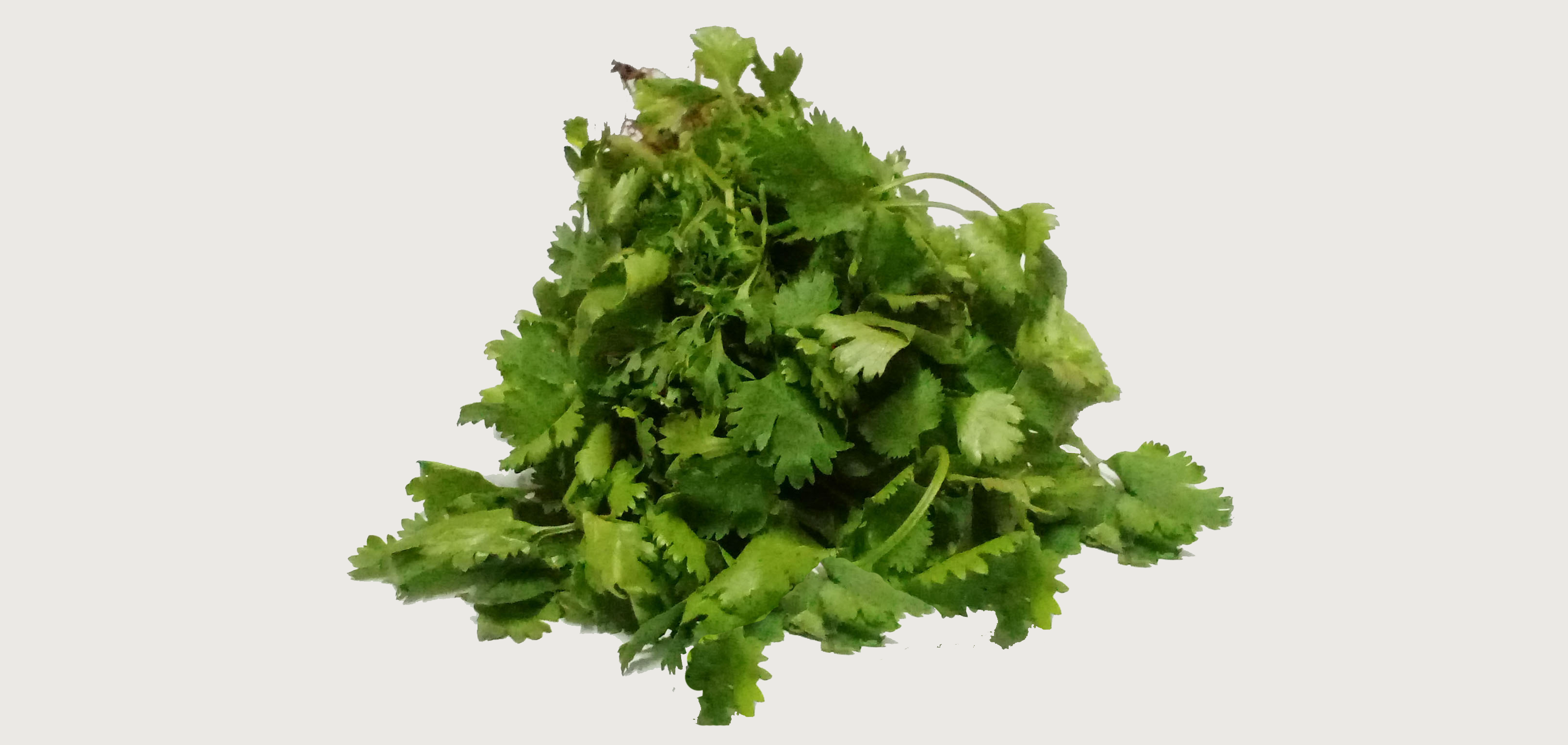 Coriander