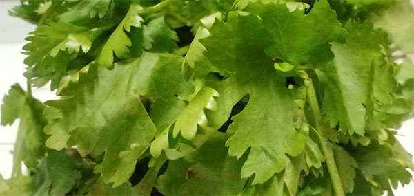 Coriander