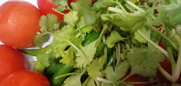 Coriander