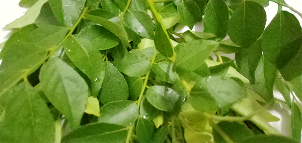 Curry Leaves