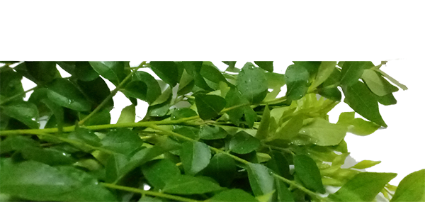 Curry Leaves