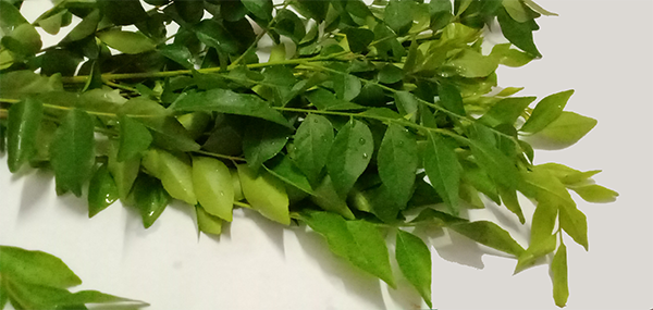 Curry Leaves