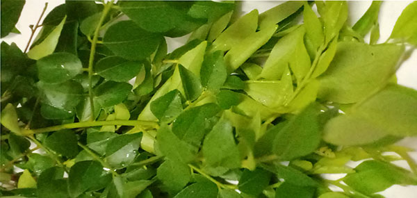 Curry Leaves