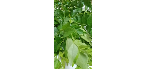 Curry Leaves