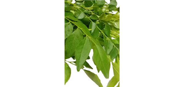 Curry Leaves
