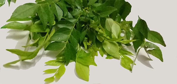 Curry Leaves
