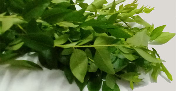 Curry Leaves