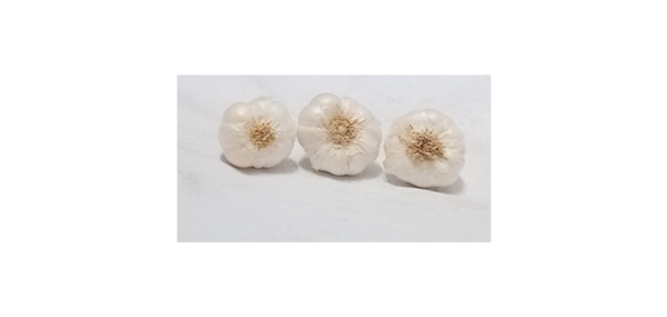 Garlic 