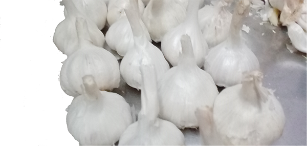 Garlic 
