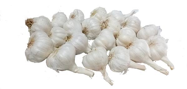 Garlic 