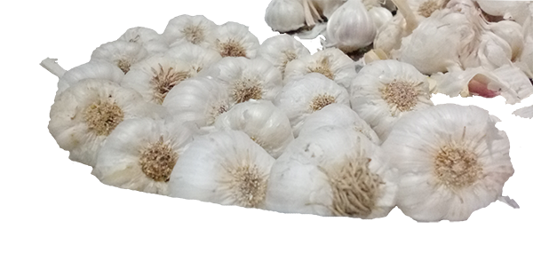 Garlic 