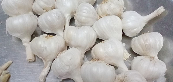 Garlic 