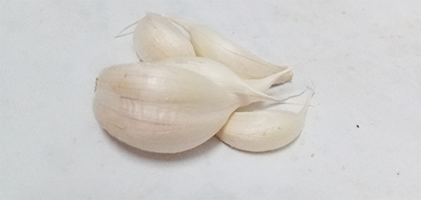 Garlic 