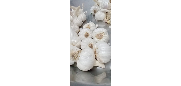 Garlic 