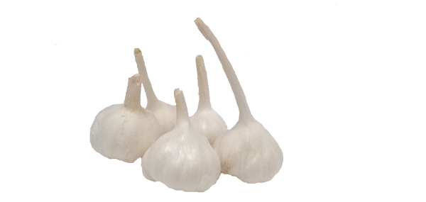 Garlic 