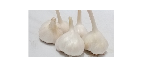 Garlic 
