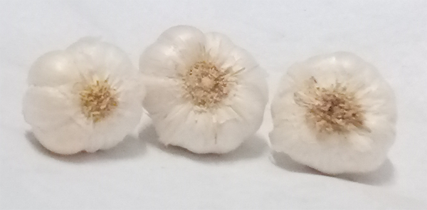 Garlic 