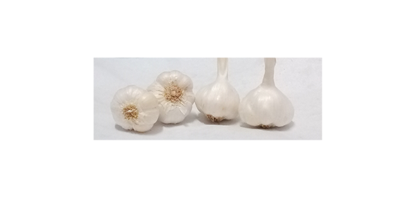 Garlic 