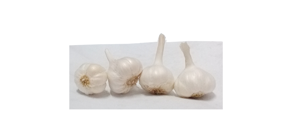 Garlic 