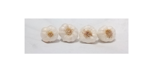 Garlic 