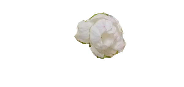 Jasmine flower
