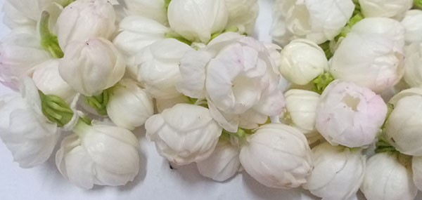 Jasmine flowers 