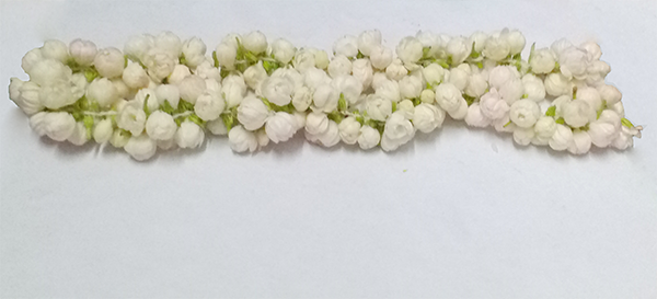 Jasmine flowers 