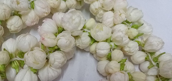 Jasmine flowers 
