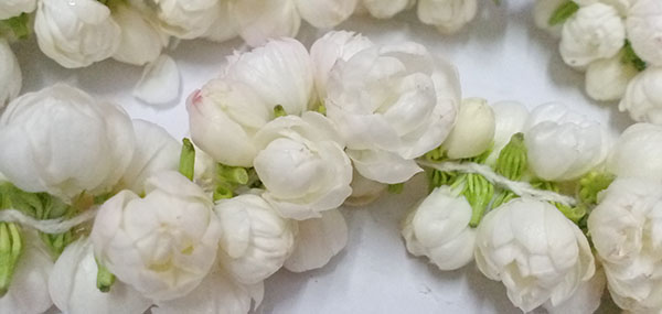 Jasmine flowers 