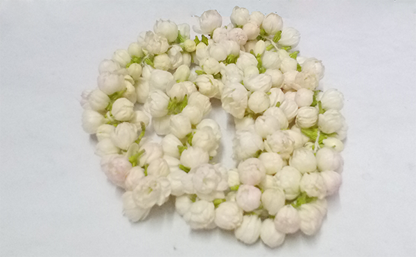 Jasmine flowers 