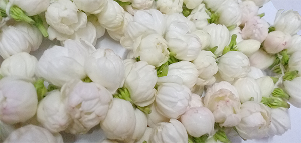 Jasmine flowers 