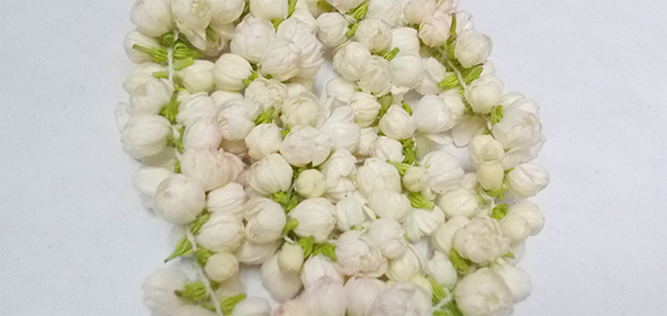 Jasmine flowers 