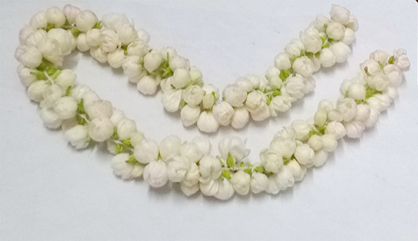 Jasmine flowers 