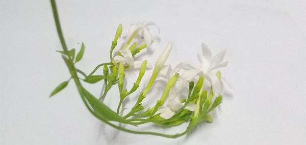 star Jasmine 