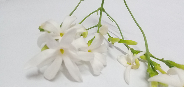 star Jasmine 