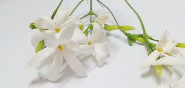 star Jasmine 