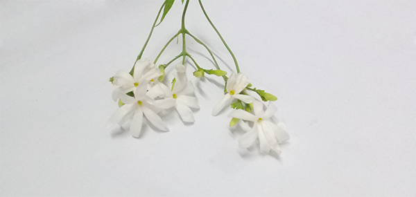 star Jasmine 