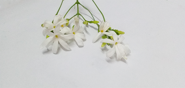star Jasmine