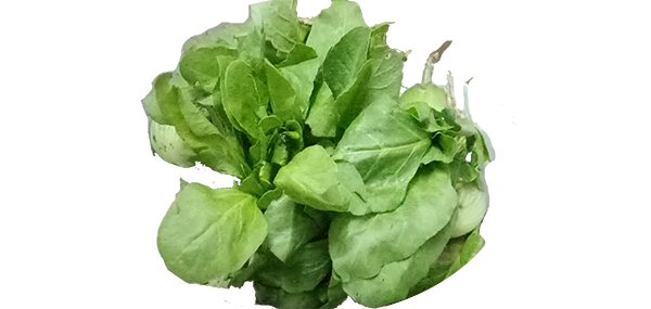 Lettuce(Leafy Vegetable)