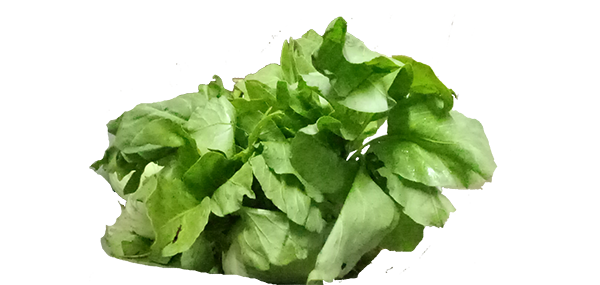 Lettuce(Leafy Vegetable)