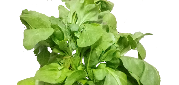 Lettuce(Leafy Vegetable)