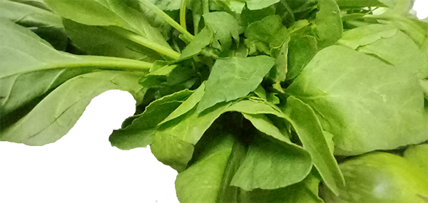 Lettuce(Leafy Vegetable)