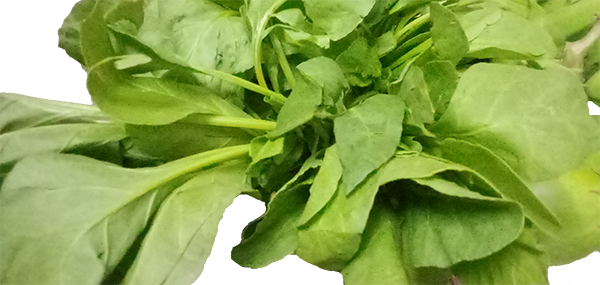 Lettuce(Leafy Vegetable)