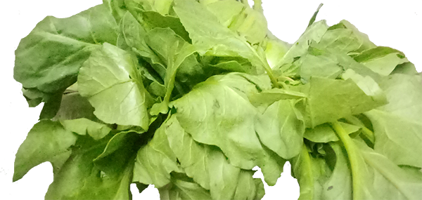 Lettuce(Leafy Vegetable)