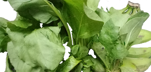 Lettuce(Leafy Vegetable)