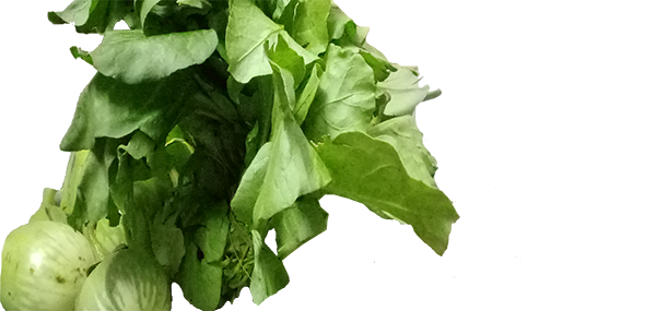 Lettuce(Leafy Vegetable)