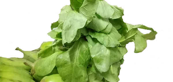Lettuce(Leafy Vegetable)