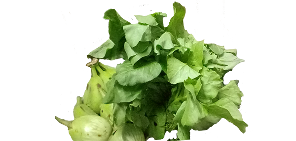 Lettuce(Leafy Vegetable)