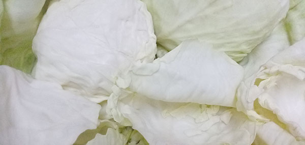 Cabbage(Leafy Vegetable)